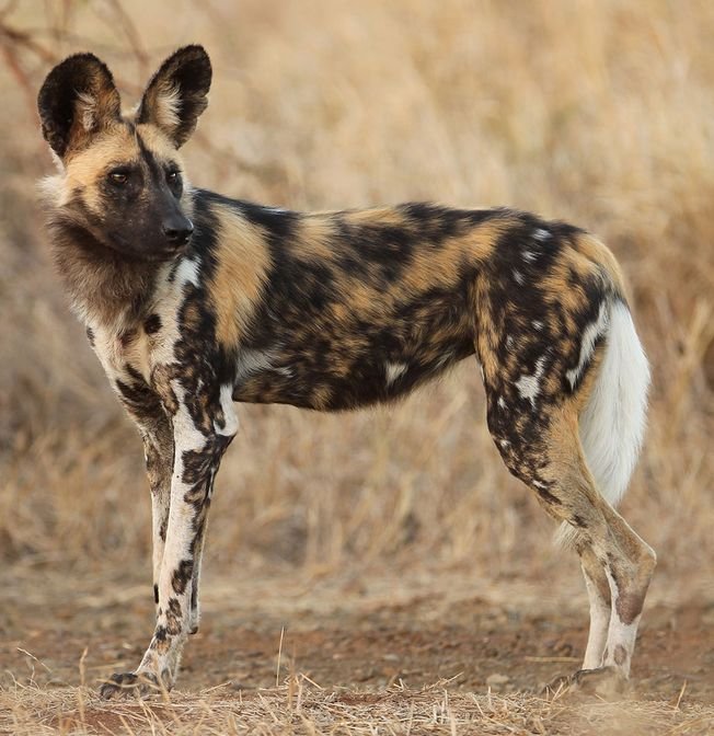 African Wild Dog in Tanzania